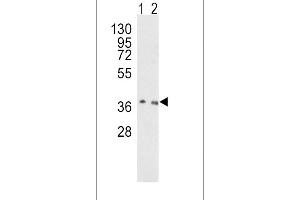 Western blot analysis of OGG1 Antibody (C-term) (ABIN390918 and ABIN2841121) in Hela(lane 1), NIH-3T3(lane 2) cell line lysates (35 μg/lane).