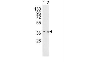 Western blot analysis of OGG1 Antibody (C-term) (ABIN390918 and ABIN2841121) in Hela(lane 1), NIH-3T3(lane 2) cell line lysates (35 μg/lane). (OGG1 anticorps  (C-Term))