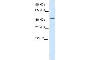 WB Suggested Anti-HMG20B Antibody Titration:  0. (HMG20B anticorps  (N-Term))