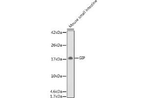 Western blot analysis of extracts of Mouse small intestine, using GIP antibody (ABIN6130966, ABIN6141091, ABIN6141092 and ABIN6221825) at 1:500 dilution.