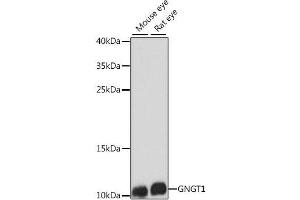 Western blot analysis of extracts of various cell lines using GNGT1 Polyclonal Antibody at dilution of 1:1000. (GNGT1 anticorps)