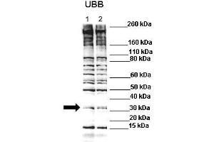 Lanes : Lane 1: C2C12 lysate Lane 2: C2C12 lysate with 1uM MG132  Primary Antibody Dilution :  1:500   Secondary Antibody : Anti-rabbit-HRP  Secondary Antibody Dilution :  1:3000  Gene Name : Ubb  Submitted by : Anonymous (Ubiquitin B anticorps  (N-Term))