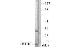 Western Blotting (WB) image for anti-Heat Shock 10kDa Protein 1 (Chaperonin 10) (HSPE1) (Internal Region) antibody (ABIN1848609) (HSPE1 anticorps  (Internal Region))