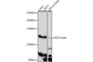 Western blot analysis of extracts of various cell line, using PGC1 beta antibody (ABIN7269253) at 1:1000 dilution. (PPARGC1B anticorps  (AA 850-950))