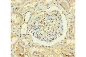 Immunohistochemistry of paraffin-embedded human kidney tissue using ABIN7173277 at dilution of 1:100 (TMEM82 anticorps  (AA 168-202))