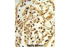 Formalin-fixed and paraffin-embedded human testis tissue reacted with TBX1 Antibody (C-term), which was peroxidase-conjugated to the secondary antibody, followed by DAB staining.