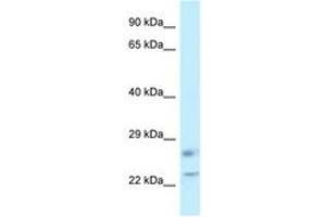 Image no. 1 for anti-RAS-Like, Family 11, Member B (RASL11B) (C-Term) antibody (ABIN6747748) (RASL11B anticorps  (C-Term))