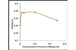 Interleukin 1 eta (FIL1h) (Active) protein