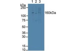 Figure. (LTBP1 anticorps  (AA 1415-1712))