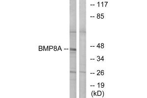 Western Blotting (WB) image for anti-Bone Morphogenetic Protein 8A (BMP8A) (C-Term) antibody (ABIN1850928) (BMP8A anticorps  (C-Term))