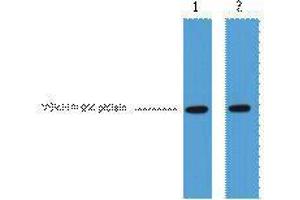 Western Blotting (WB) image for anti-VSV-G Epitope Tag antibody (ABIN3178559) (VSV-g Tag anticorps)