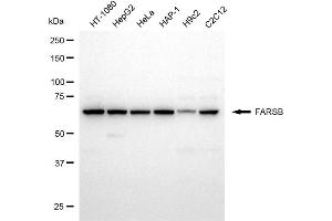 Western blotting analysis using FARSB antibody (ABIN7799786).