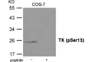 Western blot analysis of extracts from COS-7 cells using TK (Phospho-Ser13) Antibody. (TK1 anticorps  (pSer13))