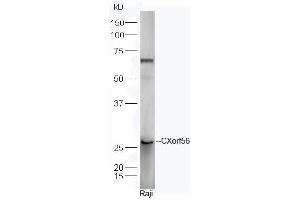 Human Raji cell lysates probed with Rabbit Anti-CXorf56 Polyclonal Antibody, Unconjugated  at 1:5000 for 90 min at 37˚C. (CXorf56 anticorps  (AA 120-170))