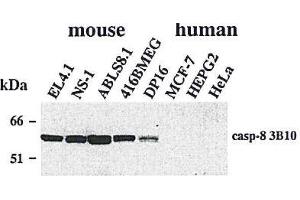 Western blot using anti-Caspase-8 (mouse), mAb (3B10)  detecting endogenous caspase-8 in various mouse cell line, but not in human cell lines.