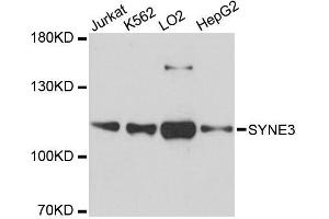 Western blot analysis of extracts of various cell lines, using SYNE3 antibody. (Nesprin3 anticorps  (AA 740-920))