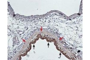 Expression of ET-A in rat lung - Immunohistochemical staining of paraffin embedded section of rat lung using Anti-Endothelin Receptor A Antibody (ABIN7043119, ABIN7044238 and ABIN7044239), (1:100).