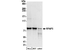 anti-RNA Polymerase II Associated Protein 3 (RPAP3) (AA 400-450) antibody