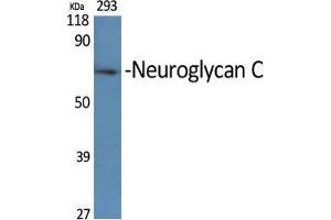 Western Blot (WB) analysis of specific cells using Neuroglycan C Polyclonal Antibody.