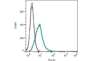 Cell surface detection of CCR2 by indirect flow cytometry in live intact mouse J774 macrophage cell line: + goat-anti-rabbit-FITC. (CCR2 anticorps  (Extracellular))