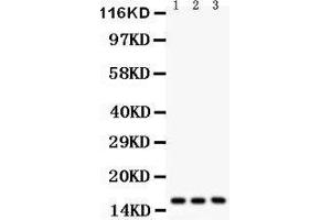 Anti-Survivin antibody, Western blotting All lanes: Anti Survivin  at 0. (Survivin anticorps  (AA 1-140))
