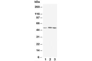 Western blot testing of NR1H3 antibody and Lane 1:  rat liver