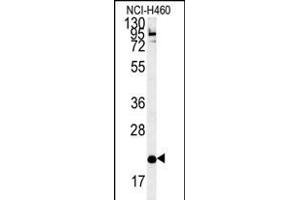 SLF7 Antibody (Center) (ABIN651870 and ABIN2840431) western blot analysis in NCI- cell line lysates (35 μg/lane). (SLAMF7 anticorps  (AA 58-85))