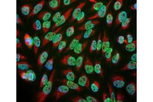 An image of HeLa cell cultures stained with antibody ABIN1842252 (green) and chicken antibody to vimentin CPCA-Vim (red).