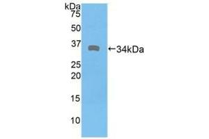 Western blot analysis of recombinant Human DMD. (Dystrophin anticorps  (AA 3048-3328))
