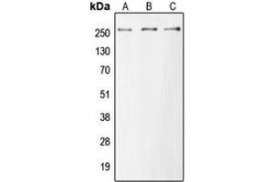 Western blot analysis of MUC6 expression in HEK293T (A), Raw264. (MUC6 anticorps  (Center))