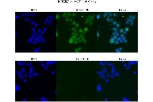 Sample Type : HCT116  Primary Antibody Dilution: 4 ug/ml  Secondary Antibody : Anti-rabbit Alexa 546  Secondary Antibody Dilution: 2 ug/ml  Gene Name : HOXB7