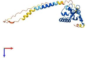 AlphaFold protein structure predicition of Human Recombinant PGRMC2 Protein, UniprotID O15173