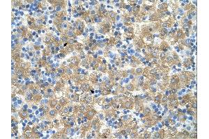MARVELD3 antibody was used for immunohistochemistry at a concentration of 4-8 ug/ml.