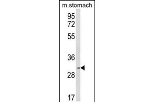Western blot analysis of SFRS2 Antibody in mouse stomach tissue lysates (35ug/lane) (SRSF2 anticorps  (AA 76-105))