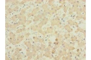 Immunohistochemistry of paraffin-embedded human liver tissue using ABIN7160690 at dilution of 1:100