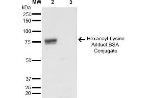 Western Blot analysis of Hexanoyl Lysine-BSA Conjugate showing detection of 67 kDa Hexanoyl-Lysine adduct-BSA using Mouse Anti-Hexanoyl-Lysine adduct Monoclonal Antibody, Clone 5D9 . (Hexanoyl-Lysine Adduct (HEL) anticorps (Biotin))