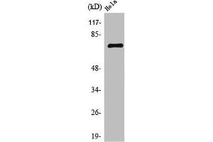 Western Blot analysis of Jurkat cells using TFIIIB90-1 Polyclonal Antibody