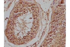 IHC image of ABIN7139940 diluted at 1:500 and staining in paraffin-embedded human testis tissue performed on a Leica BondTM system. (NPFFR2 anticorps  (AA 23-43))