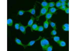 IF analysis of Drebrin/DBN1 using anti-Drebrin/DBN1 antibody (ABIN7602638). (DBN1 anticorps  (AA 9-649))