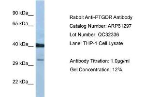 Western Blotting (WB) image for anti-Prostaglandin D2 Receptor (PTGDR) (C-Term) antibody (ABIN2788758) (PTGDR anticorps  (C-Term))