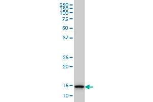 TCEB2 monoclonal antibody (M01), clone 6F6 Western Blot analysis of TCEB2 expression in Hela S3 NE .