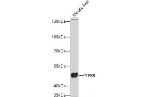 Western blot analysis of extracts of Mouse liver using PTPRR Polyclonal Antibody at dilution of 1:3000. (PTPRR anticorps)