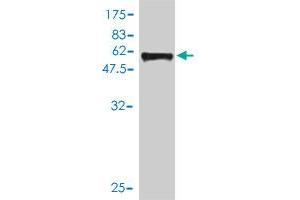 Western Blot detection against Immunogen (57. (SIX2 anticorps  (AA 1-291))