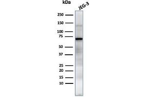 Western Blot Analysis of JEG-3 cell lysate using PLAP Mouse Monoclonal Antibody (GM022). (PLAP anticorps)