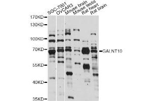 Western blot analysis of extracts of various cell lines, using GALNT10 antibody (ABIN6293992) at 1:1000 dilution. (GALNT10 anticorps)