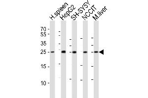 Western blot analysis of lysates from human spleen tissue lysate, HepG2, SH-SY5Y, NCCIT cell line, mouse liver tissue lysate (from left to right), using MIXL1 Antibody (C-term) (ABIN6243884 and ABIN6577779). (MIXL1 anticorps  (C-Term))