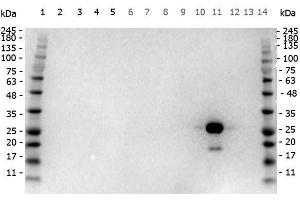 Western Blot of Goat anti-GFP antibody Peroxidase conjugated.