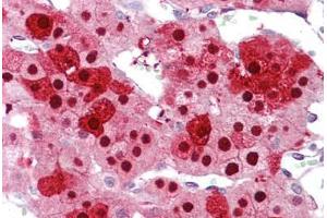 Anti-ZNF346 antibody IHC staining of human adrenal.