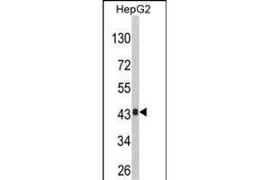 Western blot analysis of AGXT Antibody (Center) (ABIN390393 and ABIN2840785) in HepG2 cell line lysates (35 μg/lane).