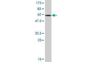 Western Blot detection against Immunogen (57. (FCN3 anticorps  (AA 1-288))